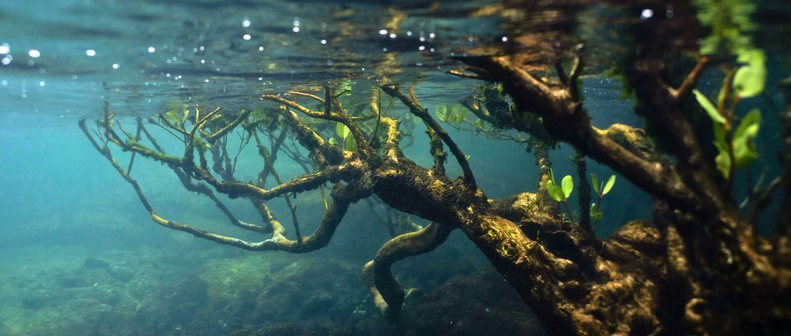 picture alliance / Anadolu | Ozge Elif Kizil