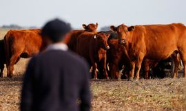 picture alliance/Reuters/Agustin Marcarian